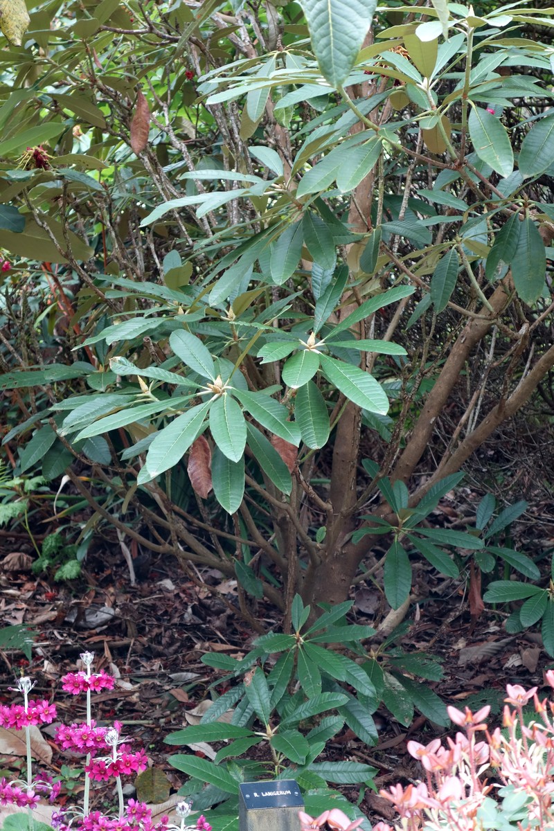 Rhododendron lanigerum