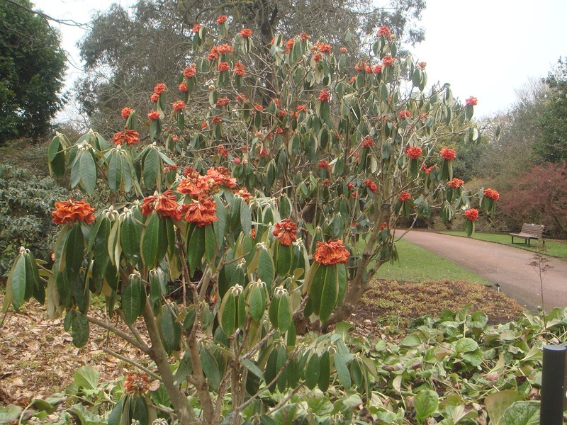 Rhododendron lanigerum photo 3