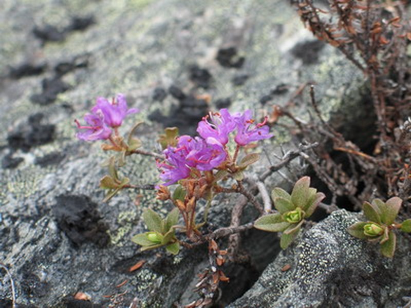 Lapland Rosebay photo 2