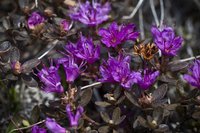 Lapland Rosebay