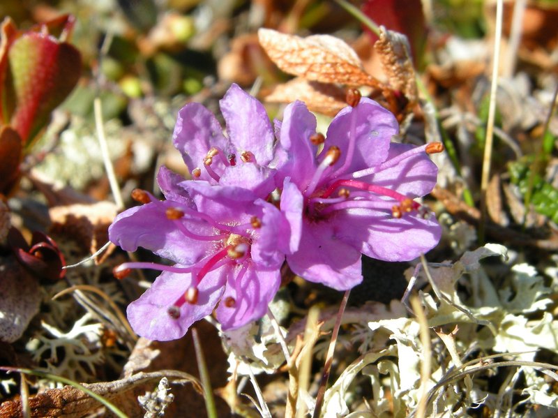 Lapland Rosebay photo 5