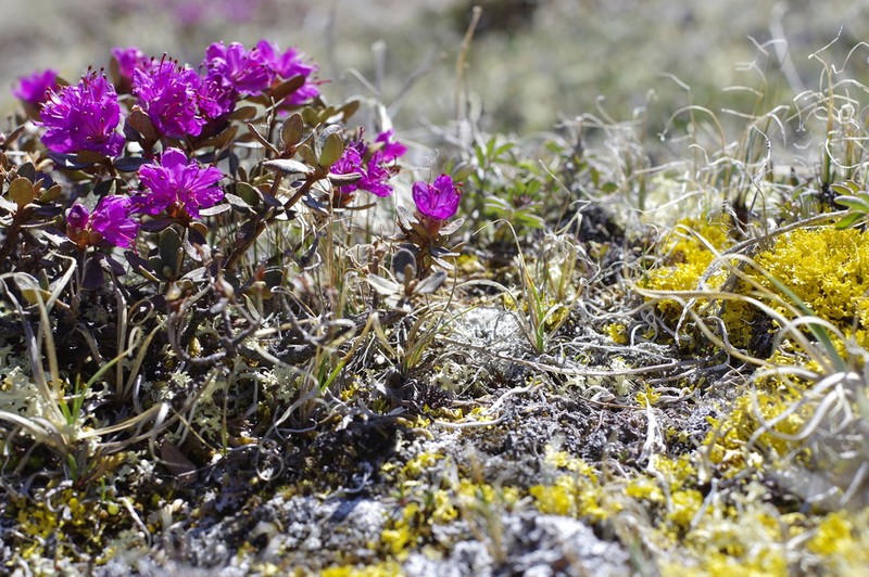 Lapland Rosebay photo 4