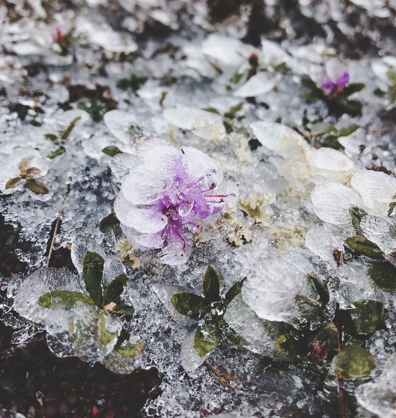 Lapland Rosebay photo 5