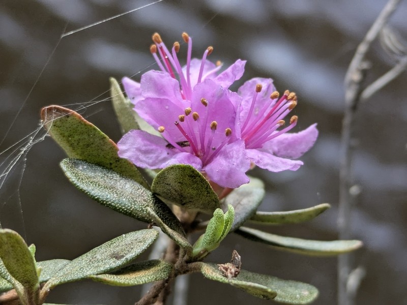 Lapland Rosebay photo 6
