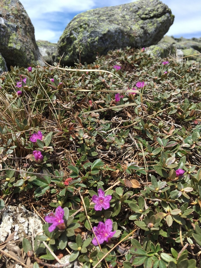 Lapland Rosebay photo 7