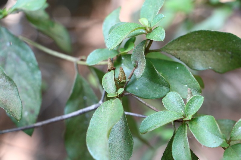 Rhododendron lasiostylum