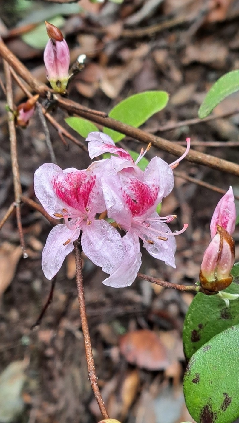 Rhododendron lasiostylum photo 2