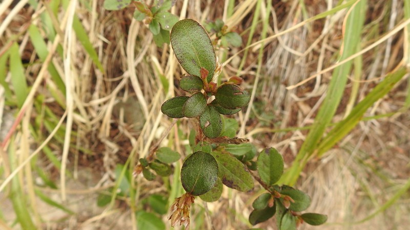 Rhododendron lasiostylum photo 4