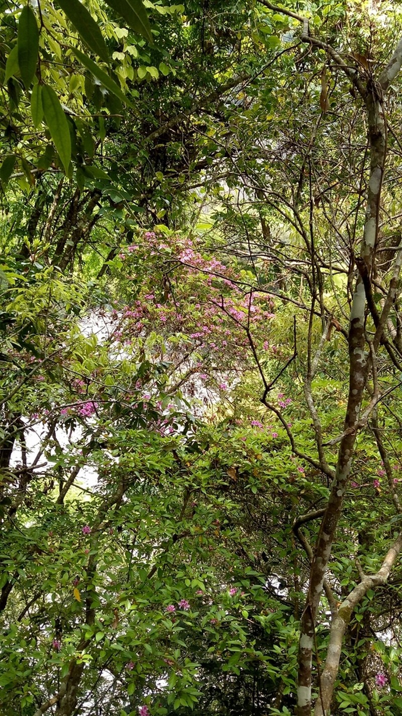 Rhododendron lasiostylum photo 5