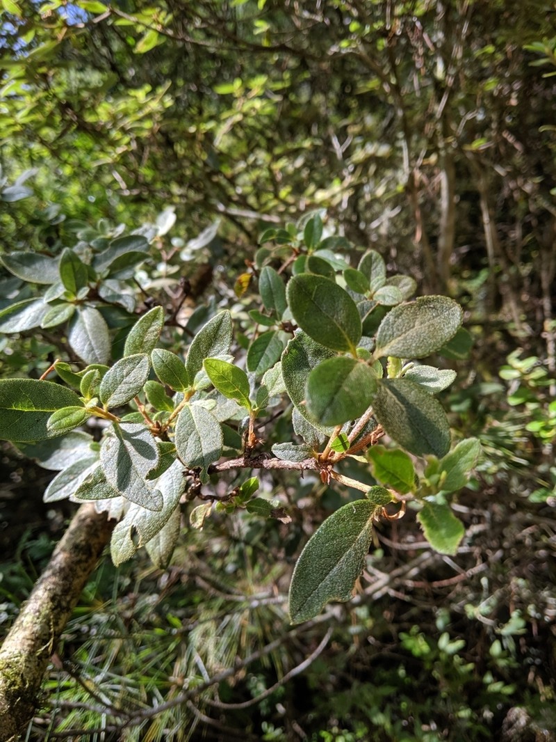 Rhododendron lasiostylum photo 6