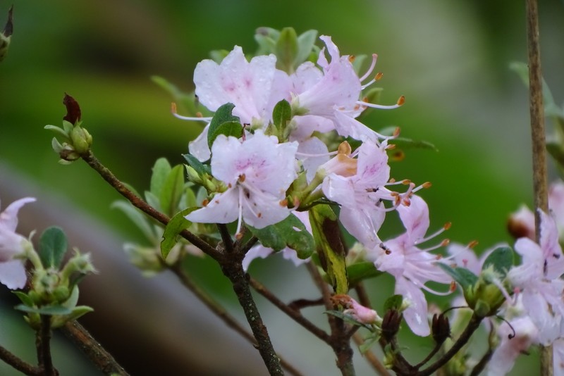 Rhododendron lasiostylum photo 8