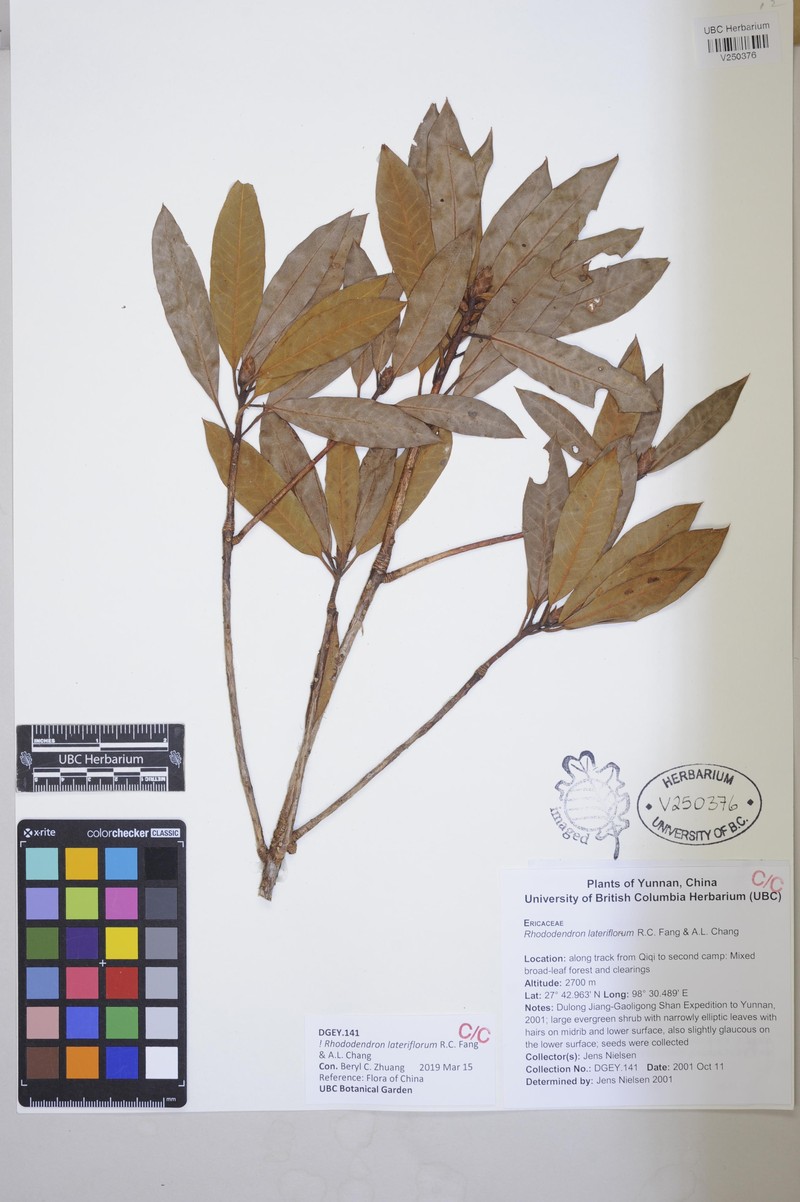 Rhododendron lateriflorum
