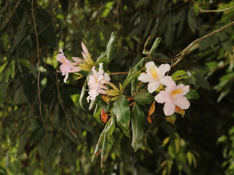 Rhododendron latoucheae