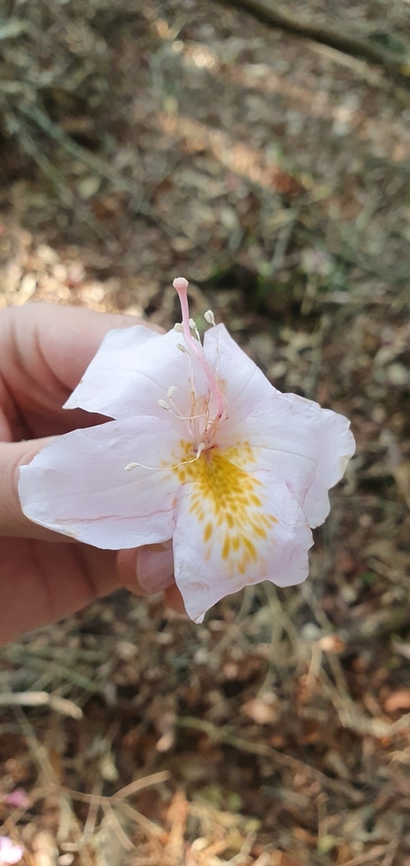 Rhododendron latoucheae photo 2