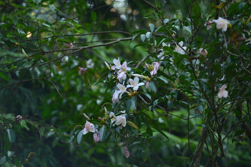 Rhododendron latoucheae photo 3