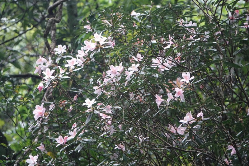 Rhododendron latoucheae photo 4