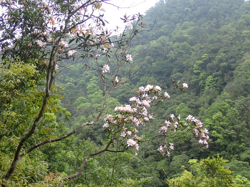 Rhododendron latoucheae photo 5