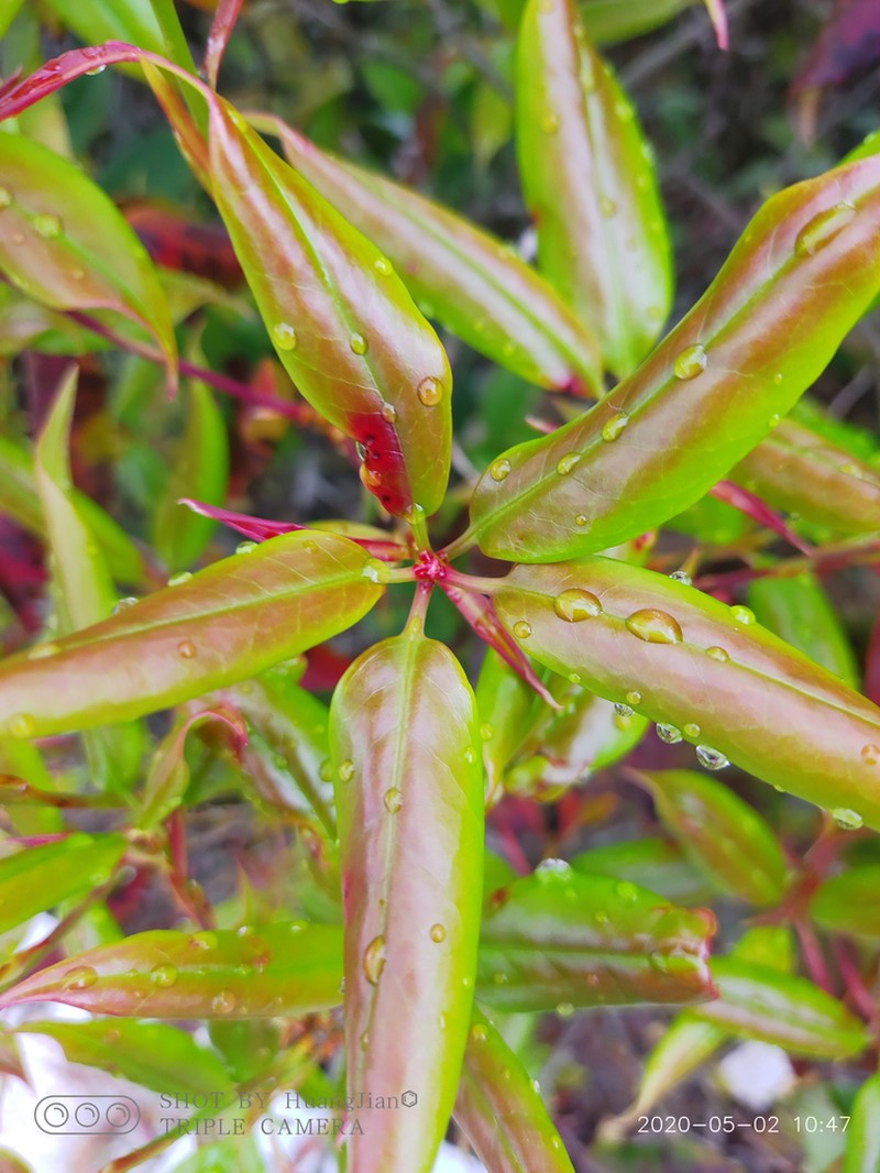 Rhododendron latoucheae photo 6