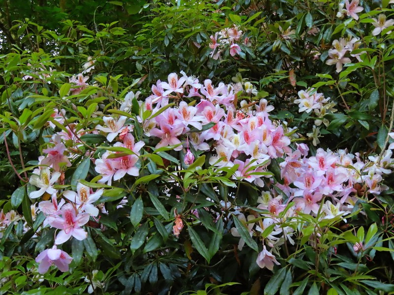 Rhododendron latoucheae photo 7