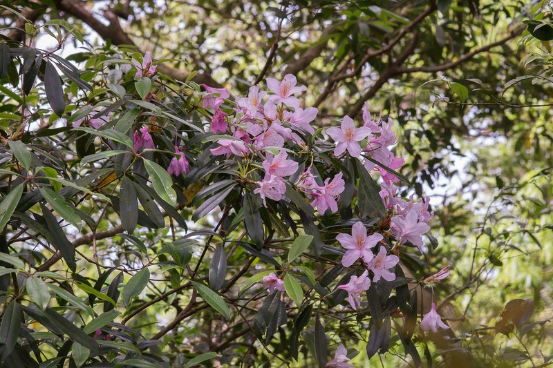 Rhododendron latoucheae photo 8