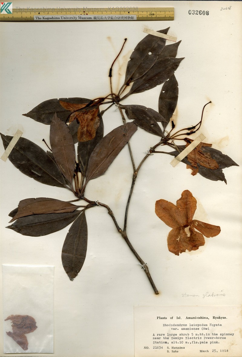Rhododendron latoucheae var. amamiense photo 3