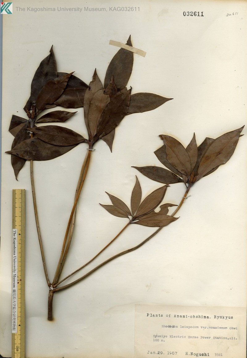 Rhododendron latoucheae var. amamiense photo 4
