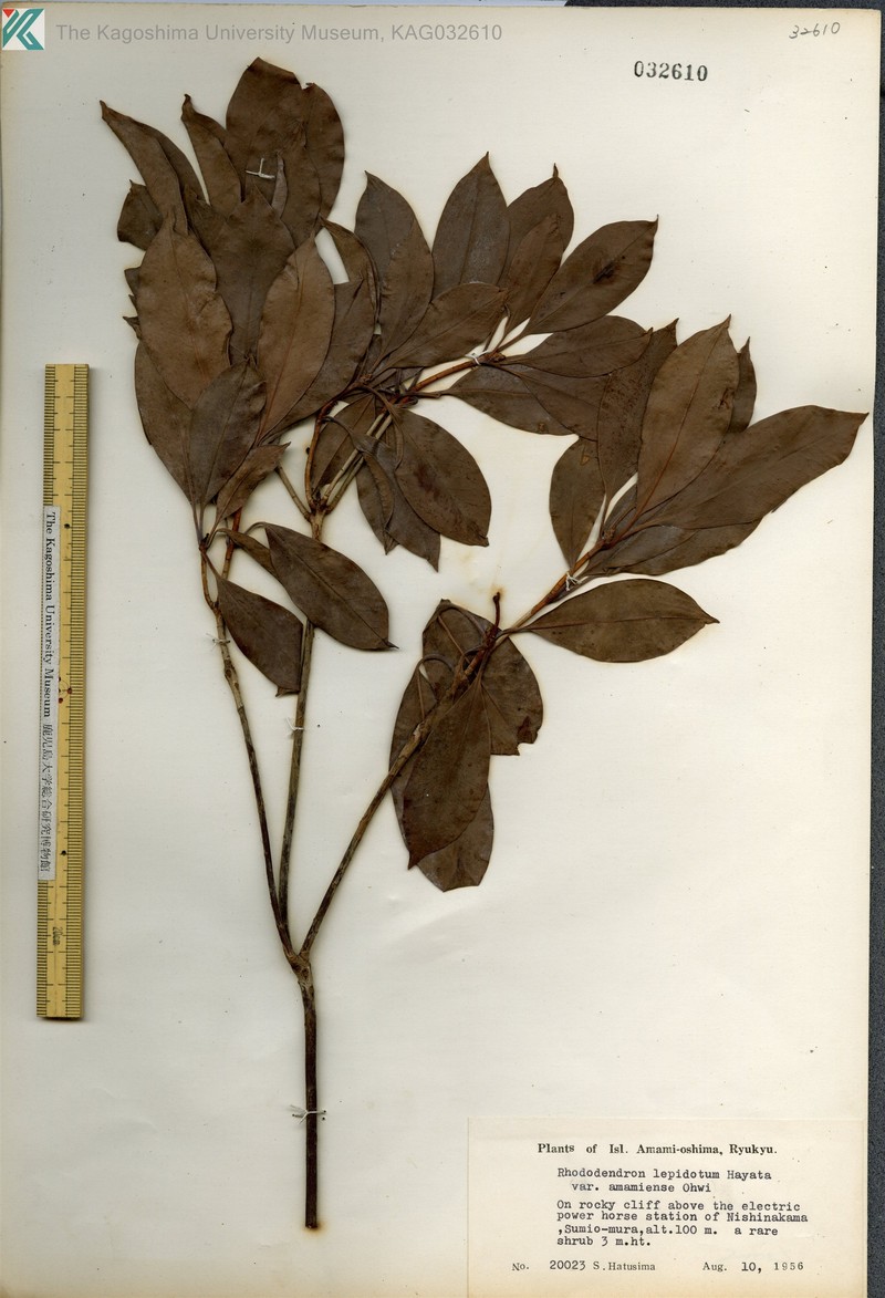Rhododendron latoucheae var. amamiense photo 5