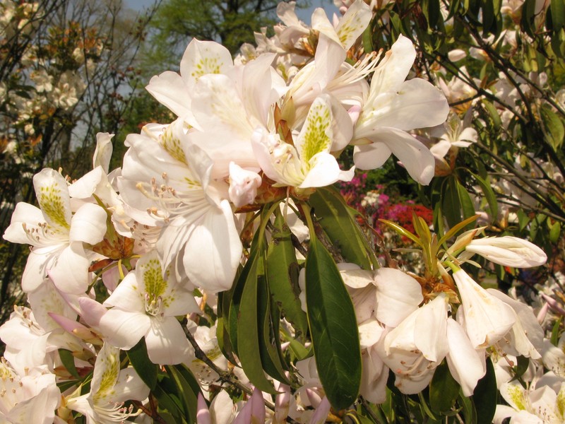 Rhododendron latoucheae var. amamiense