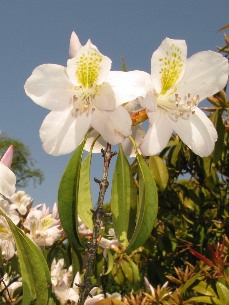 Rhododendron latoucheae var. amamiense photo 6