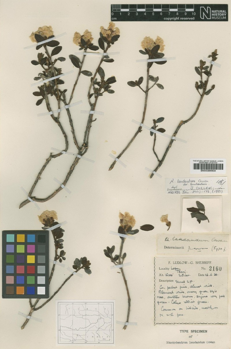 Rhododendron laudandum