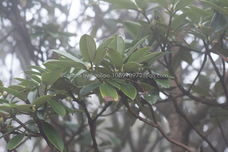 Rhododendron leishanicum