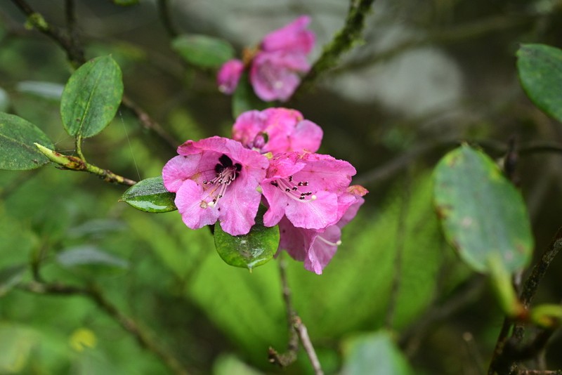 Rhododendron leishanicum photo 2