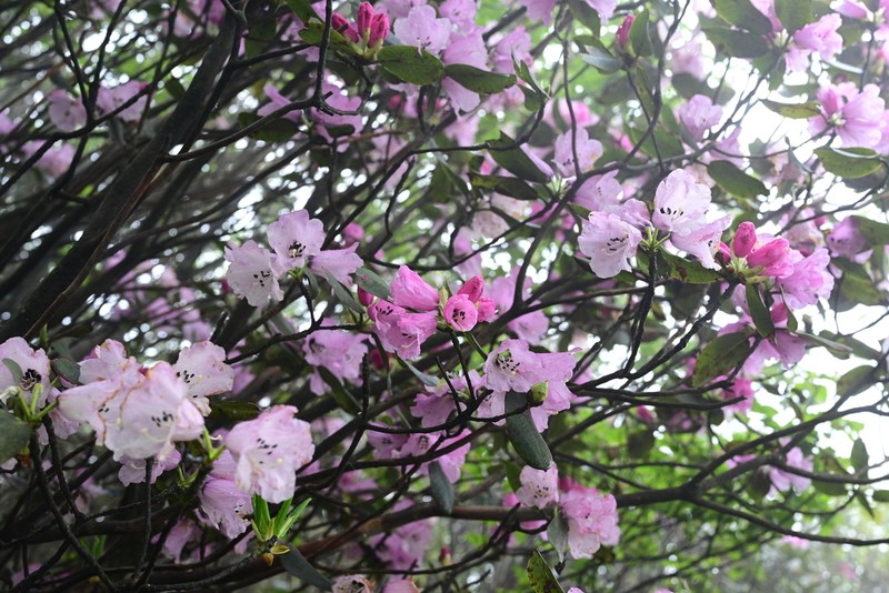 Rhododendron leishanicum photo 3