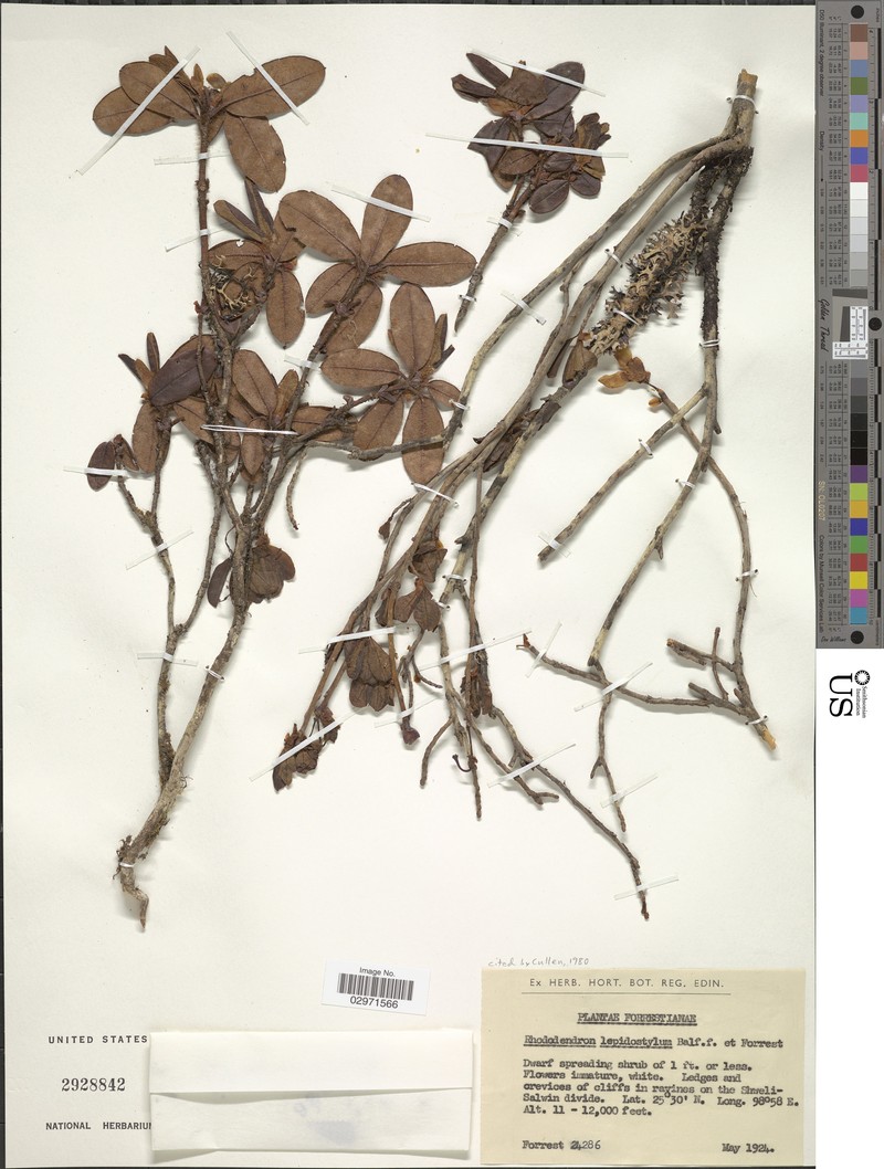 Rhododendron lepidostylum
