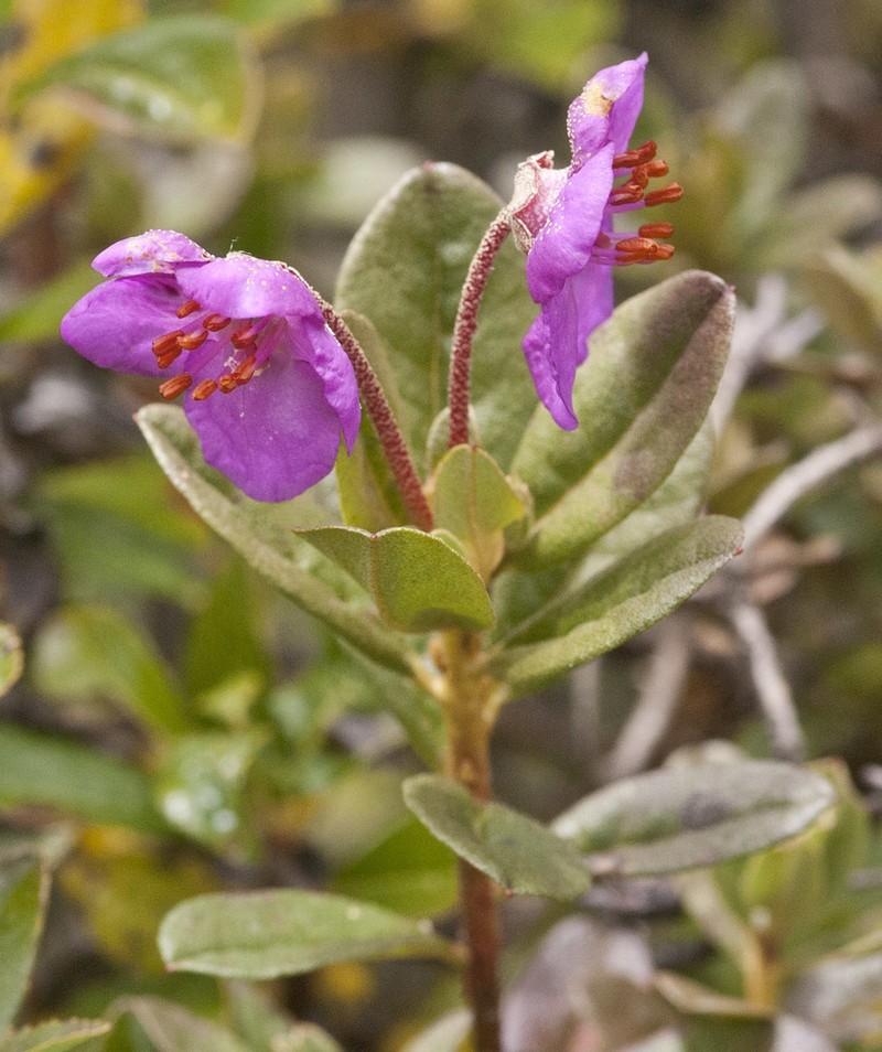 Rhododendron lepidotum photo 2