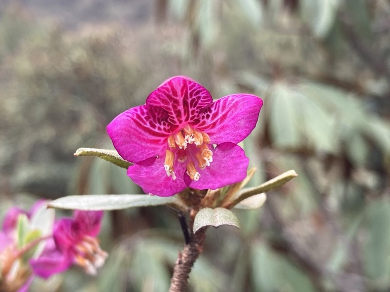 Rhododendron lepidotum photo 3