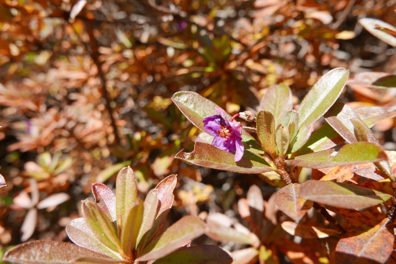 Rhododendron lepidotum photo 4