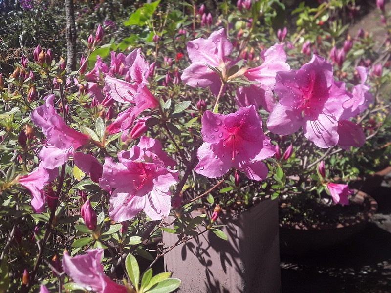 Rhododendron lepidotum photo 5