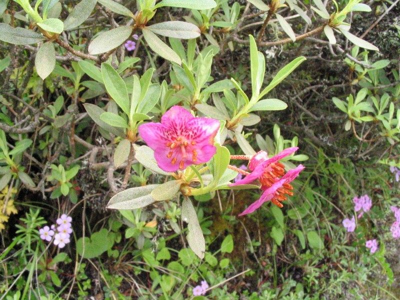 Rhododendron lepidotum photo 6