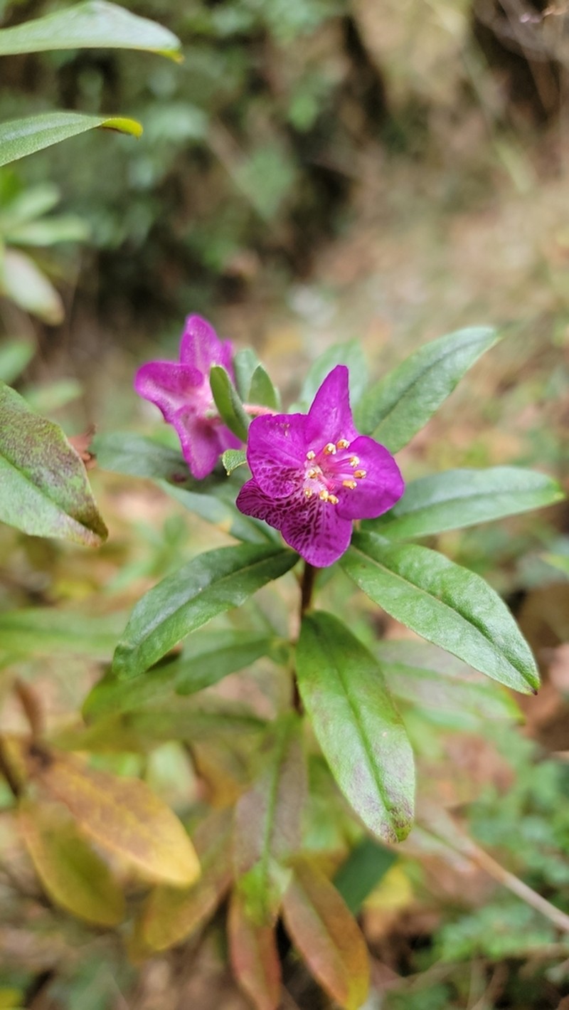 Rhododendron lepidotum photo 7