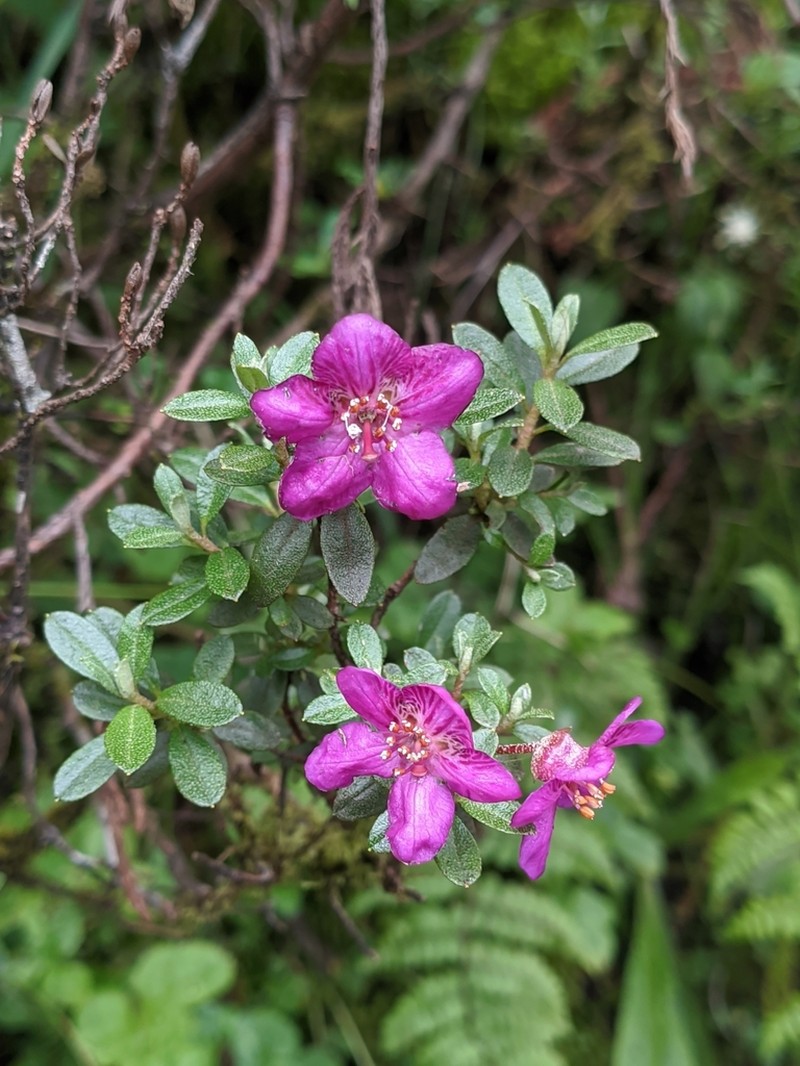 Rhododendron lepidotum photo 8