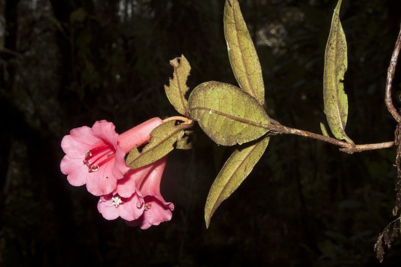 Rhododendron leptanthum