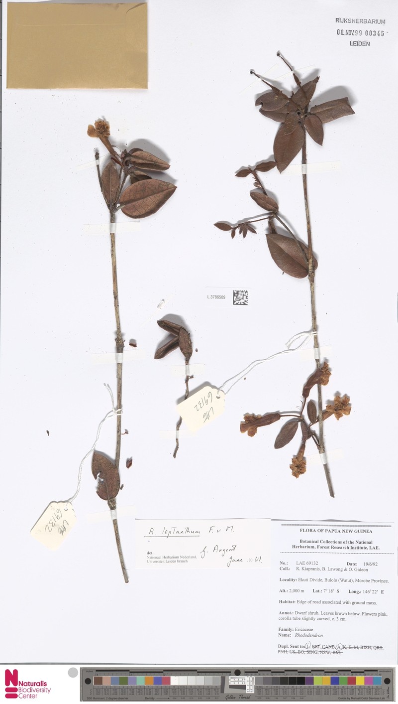 Rhododendron leptanthum photo 2