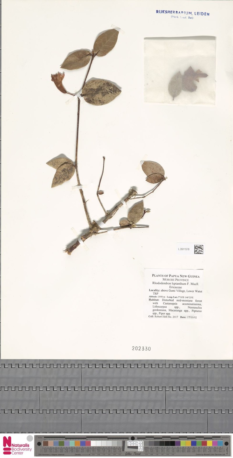 Rhododendron leptanthum photo 3