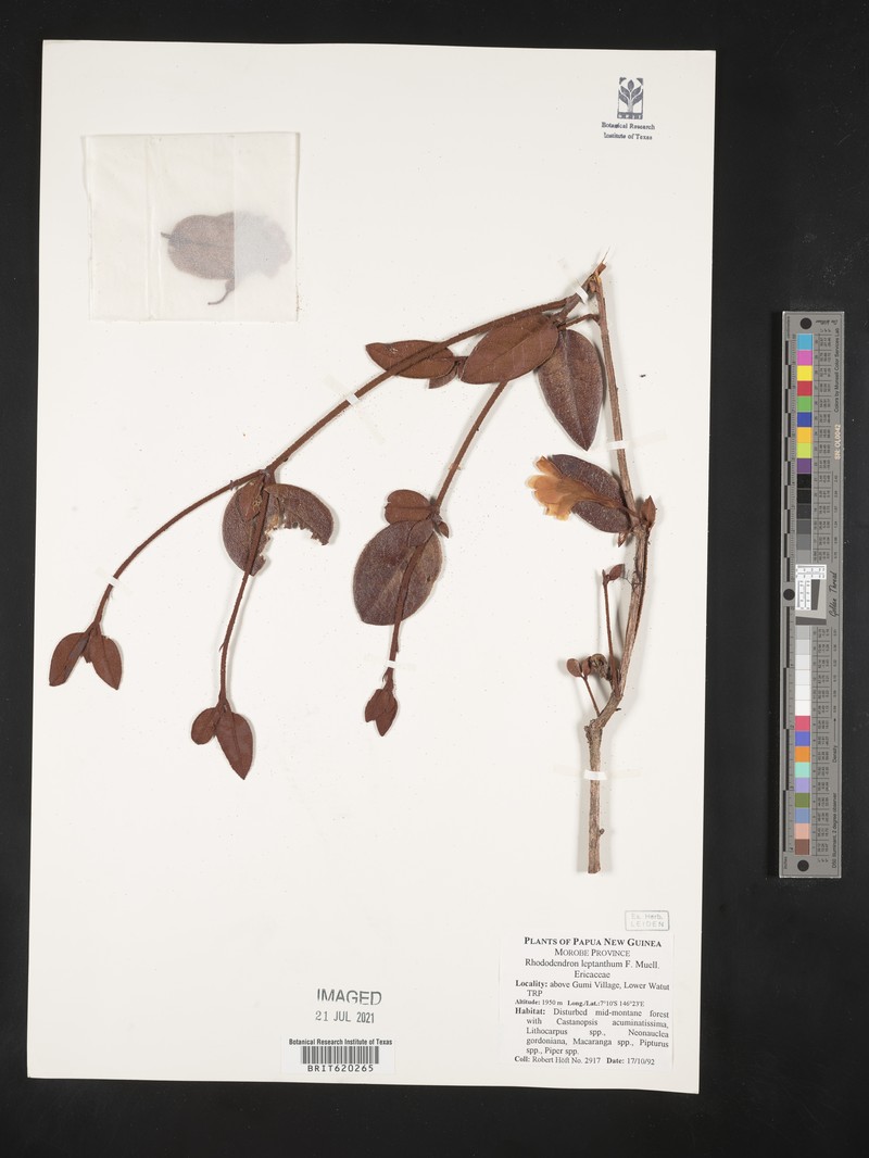 Rhododendron leptanthum photo 4