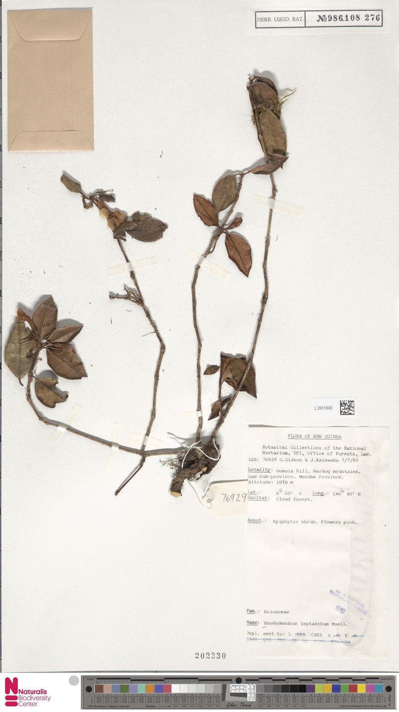Rhododendron leptanthum photo 5
