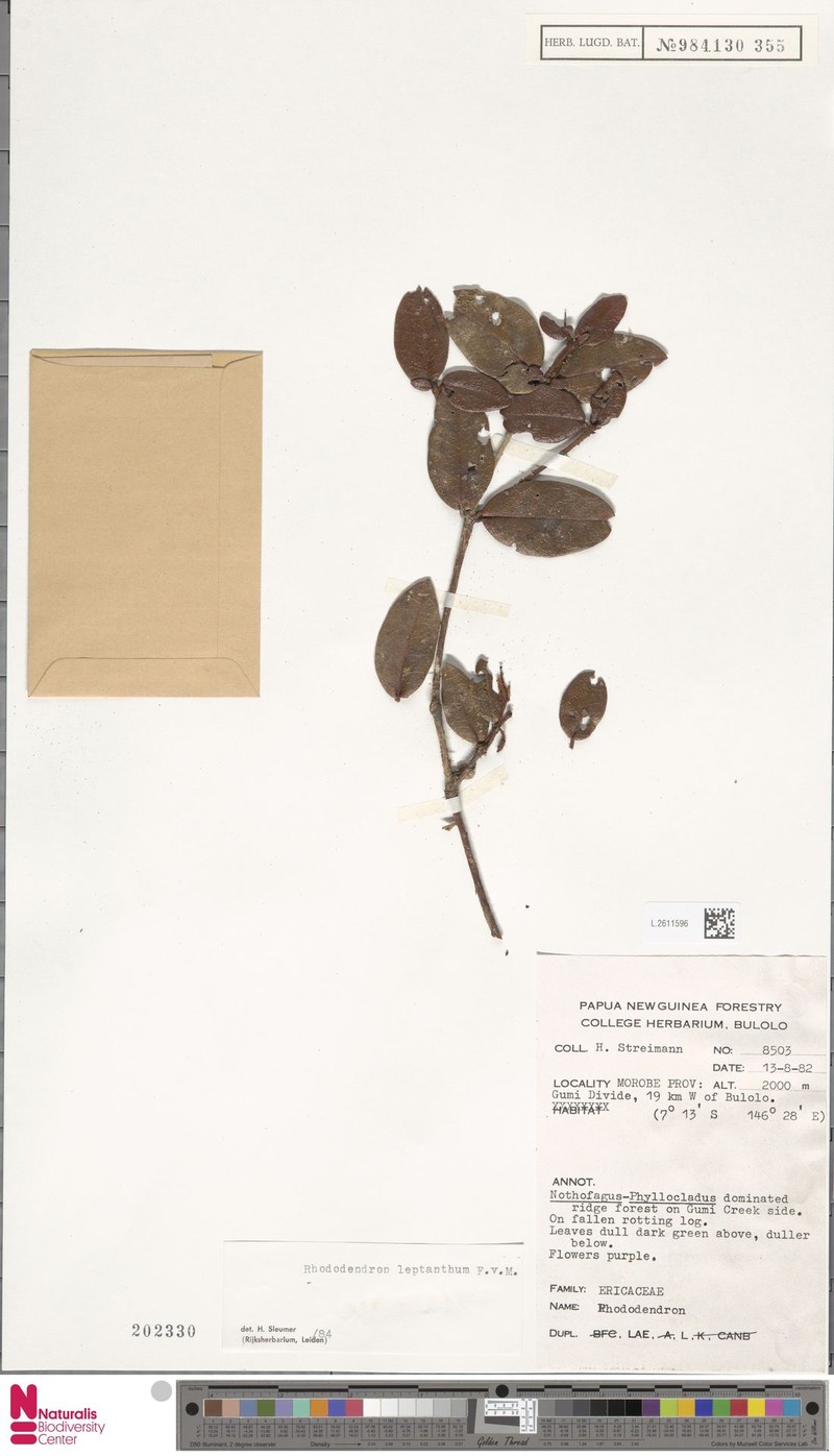 Rhododendron leptanthum photo 6
