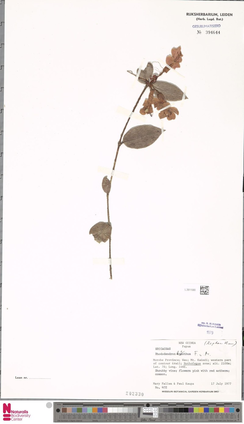 Rhododendron leptanthum photo 7