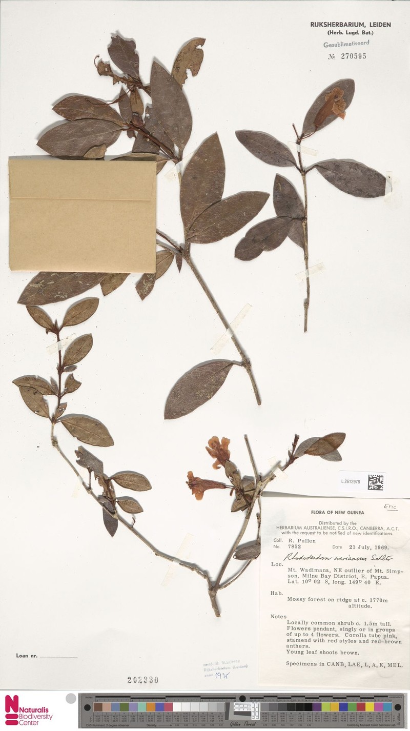 Rhododendron leptanthum var. warianum