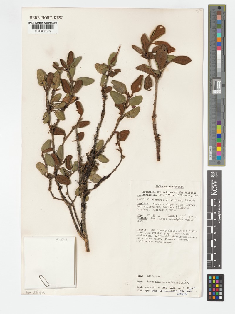 Rhododendron leptanthum var. warianum photo 3